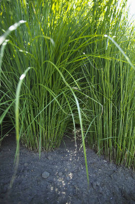 芒草 (中医学与中药学)