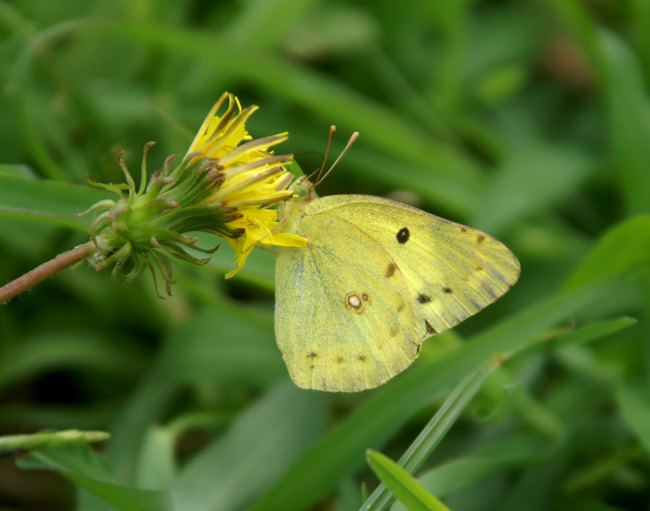 纹黄蝶(动物)纹黄蝶,翅面黄色,缘毛桃红色;前翅