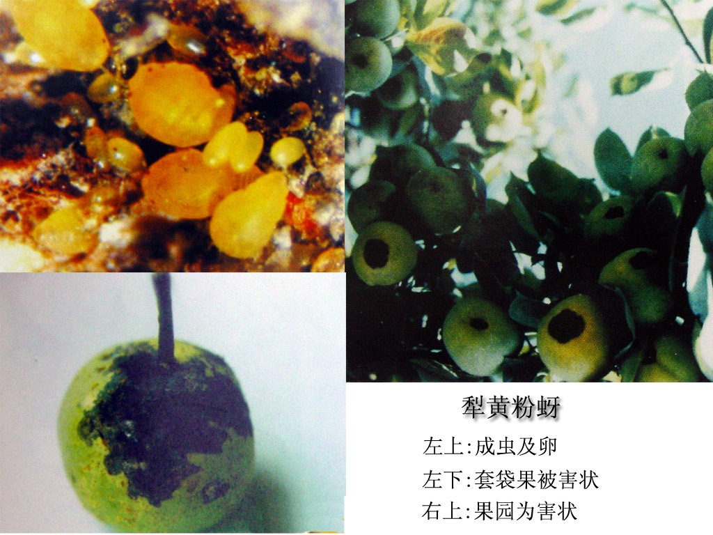 梨黄粉蚜动物
