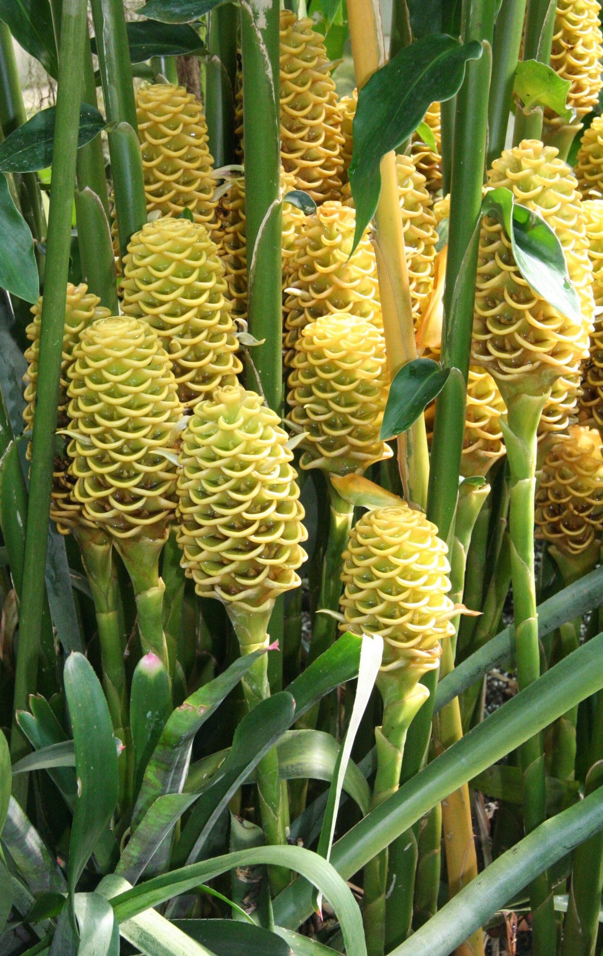 多穗姜 (植物)