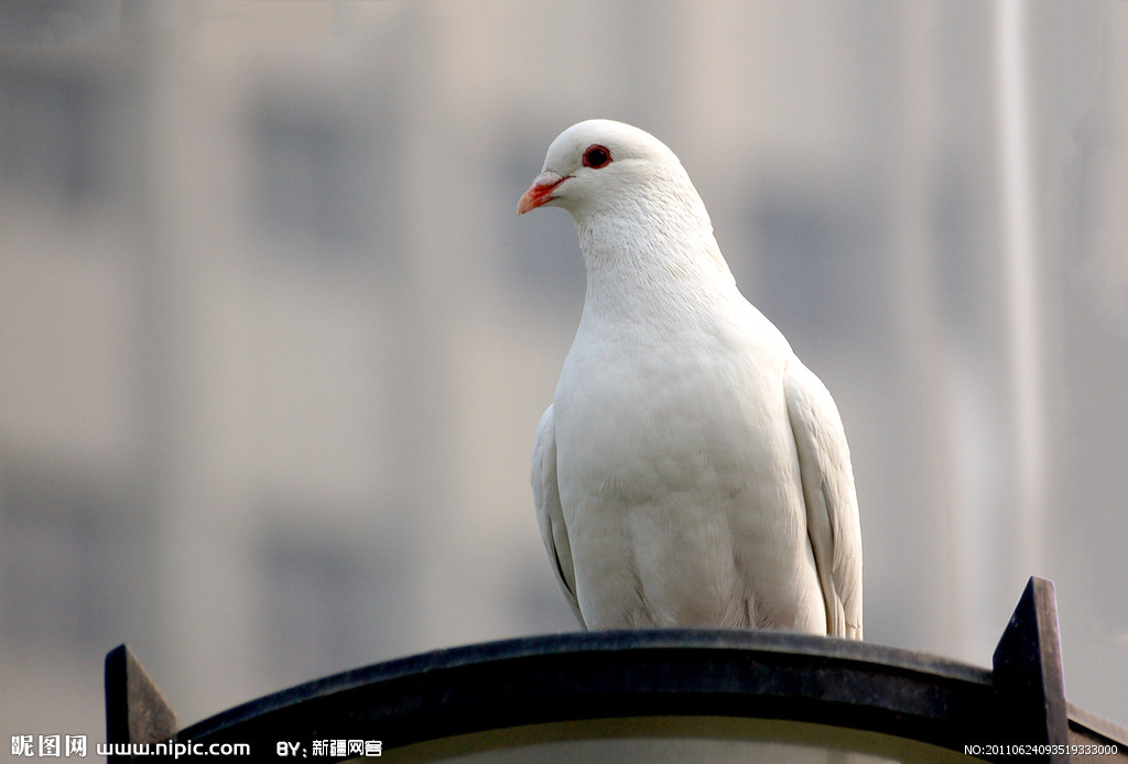 鴿子動物