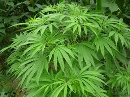 火麻(植物)火麻(cannabissatival.subsp.