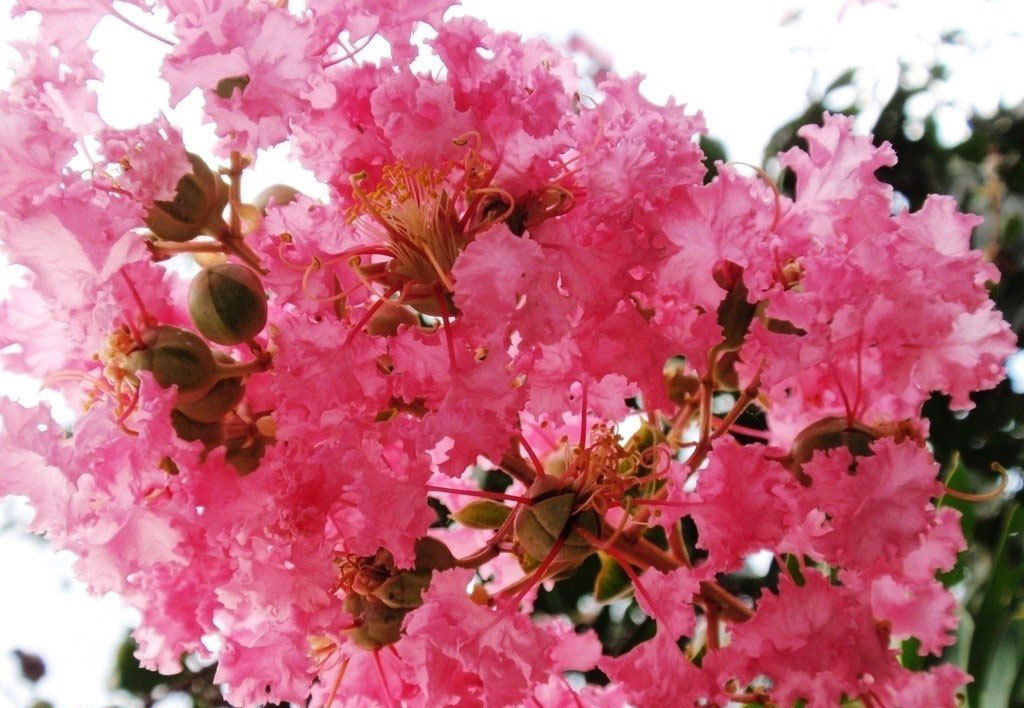 翠薇(植物)紫薇树姿优美,树干光滑洁净,花色艳丽;开花时正当夏秋少花