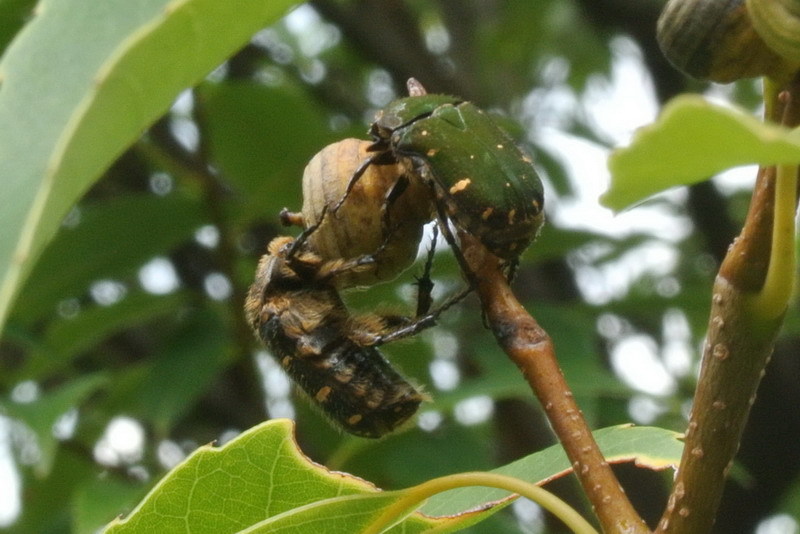 日本真双身虫(动物)