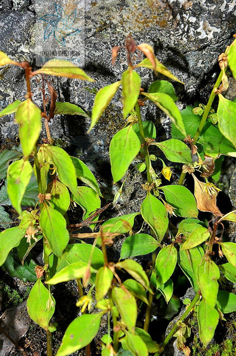 石山细梗香草植物