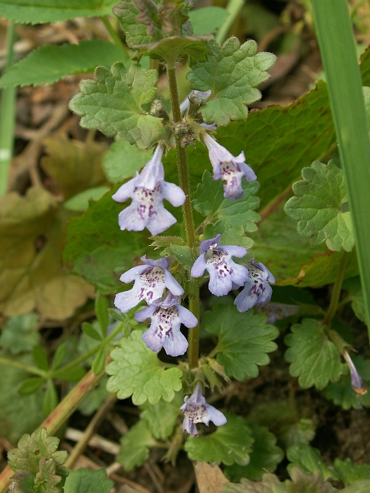 活血丹属 (其他生物相关)
