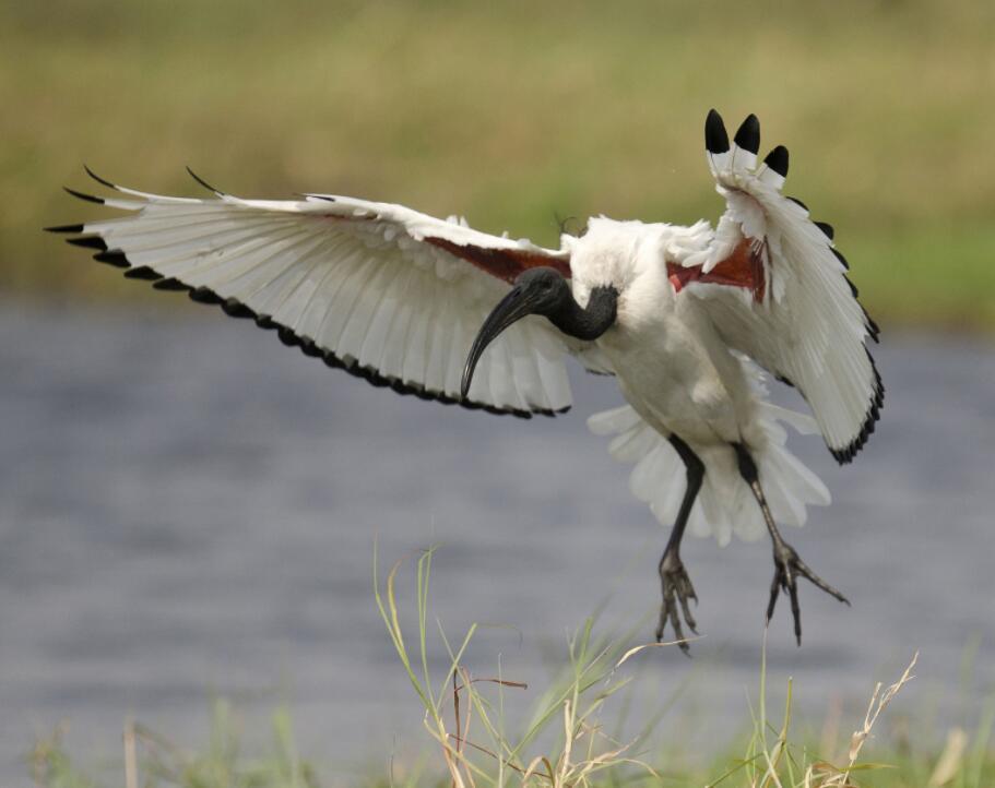 埃及圣鹮(动物)