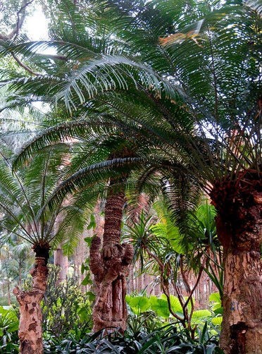 篦齿苏铁 (植物)