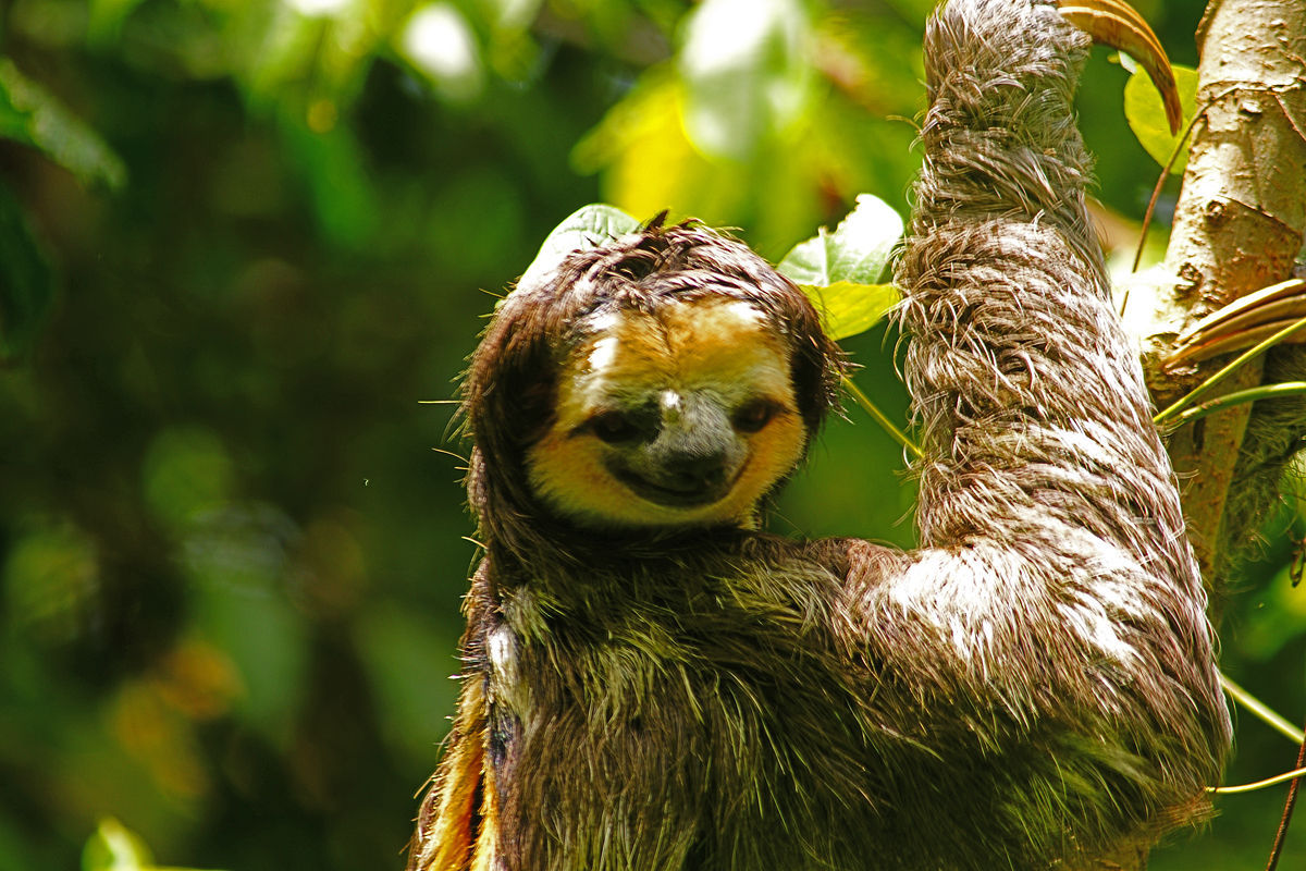 丛林中的棕色喉树懒照片摄影图片_ID:310652948-Veer图库