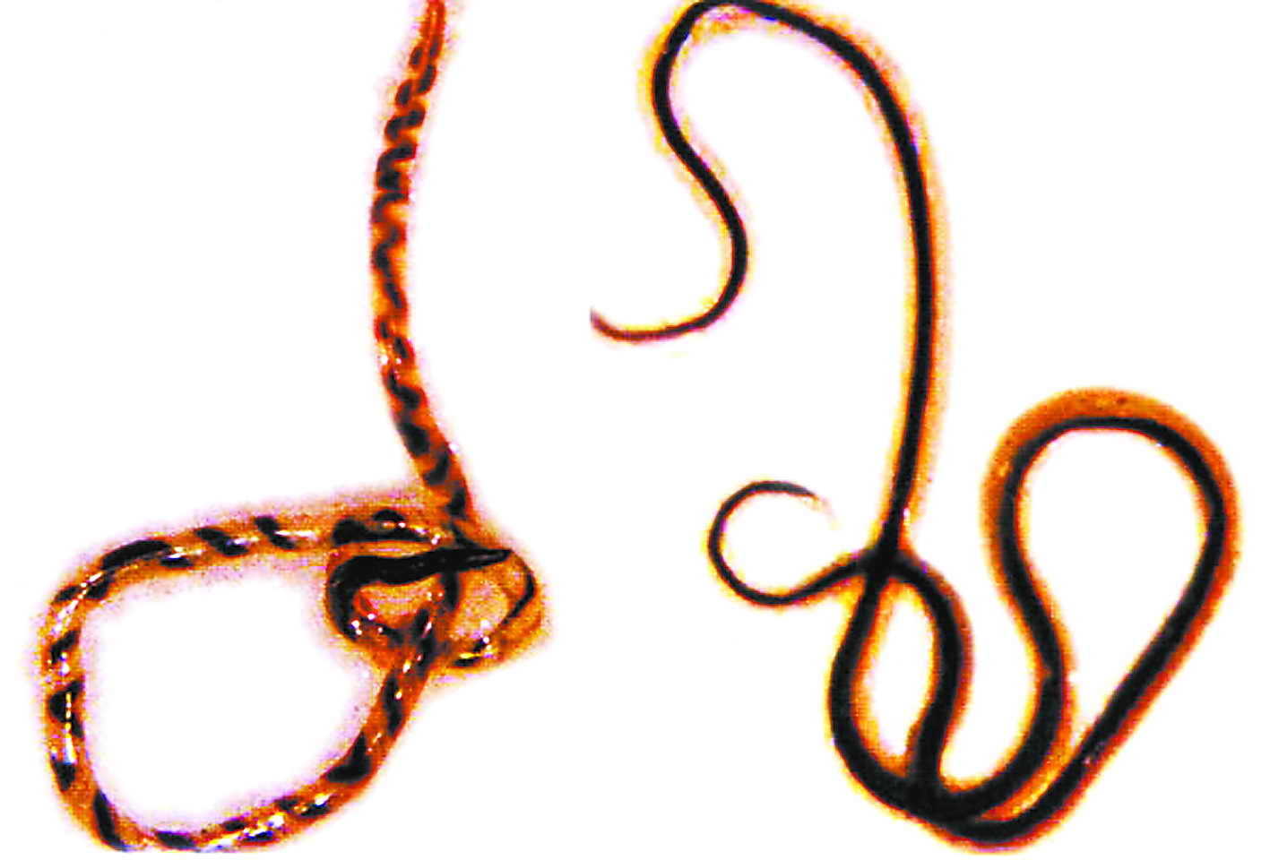 蠕形动物 (动物)