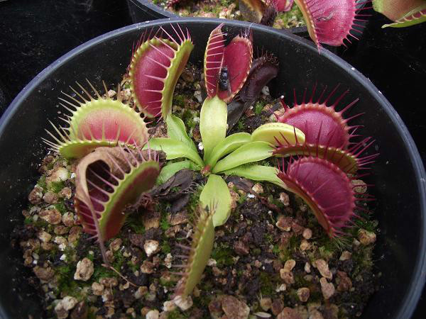 矮巨人捕蝇草植物