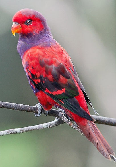 紫颈吸蜜鹦鹉动物