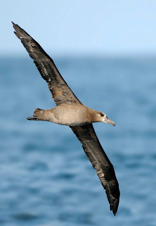 黑脚信天翁动物