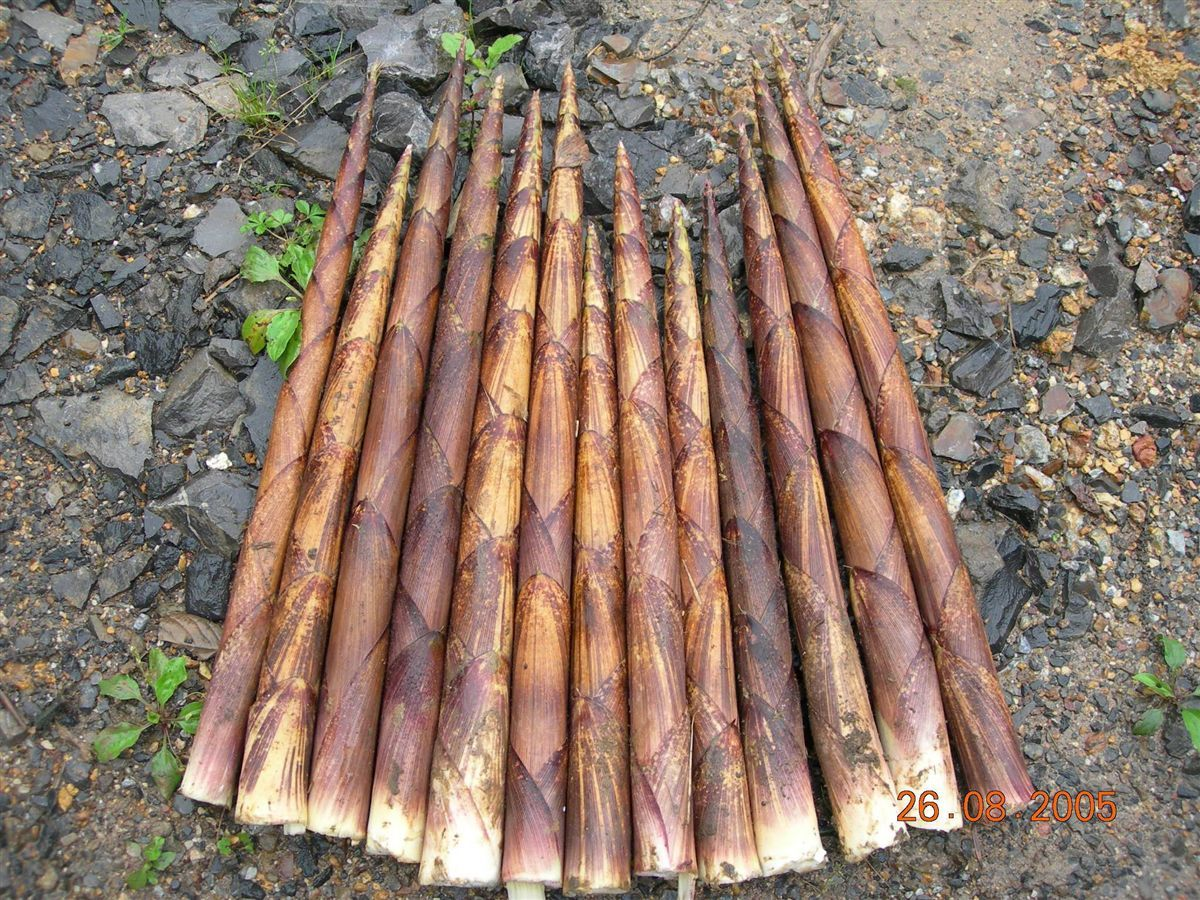 方竹笋(植物)方竹主要生长在海拔1400米至2500米的高原山区,形呈四方