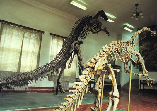 长春龙 (其他生物相关)