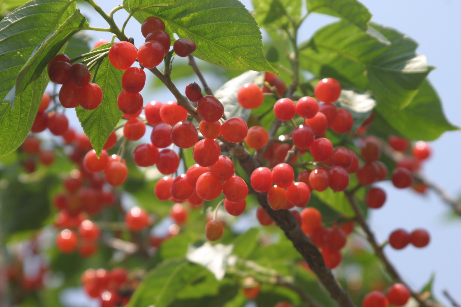草原樱桃(植物)
