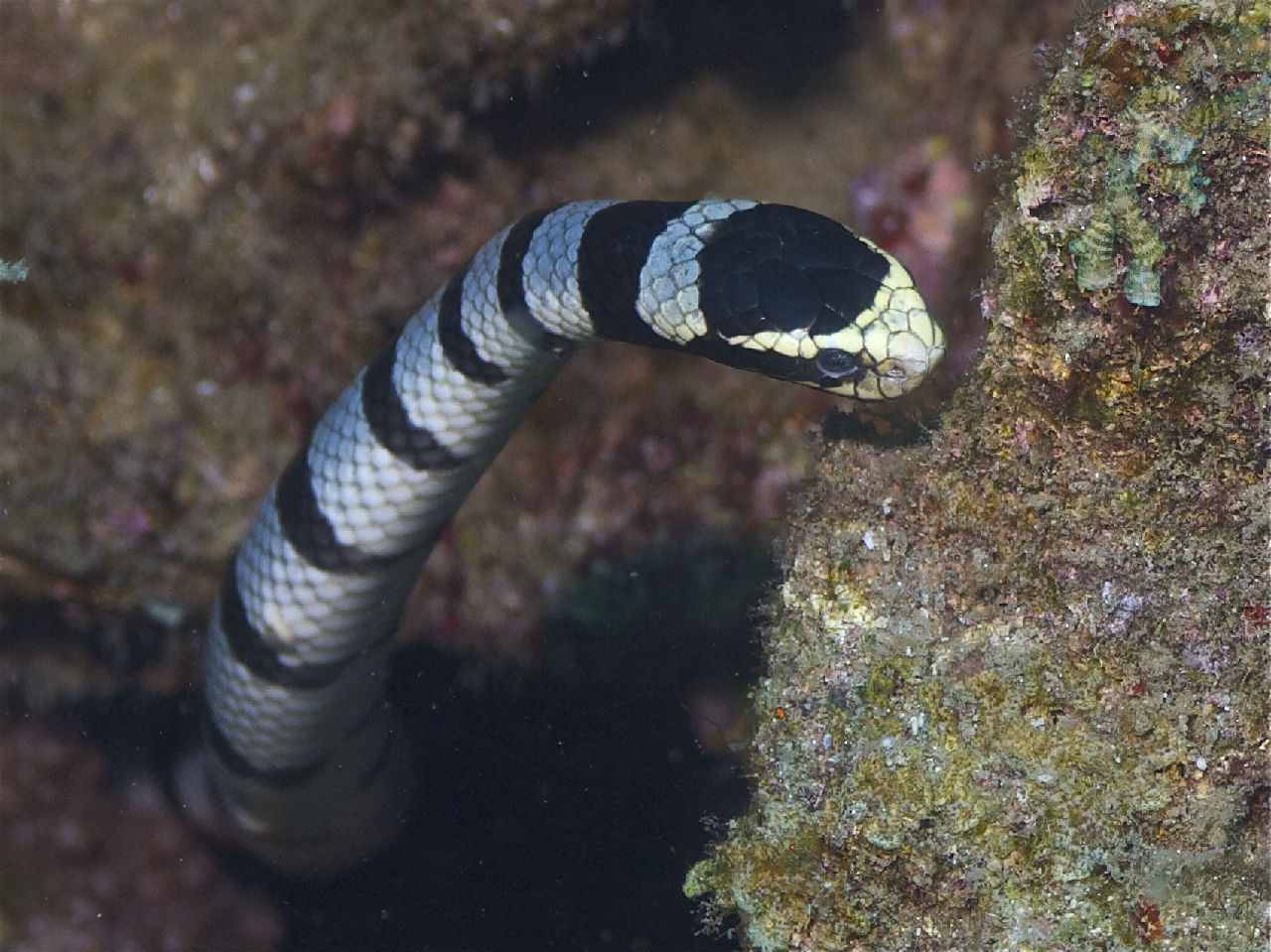 银环海蛇图片