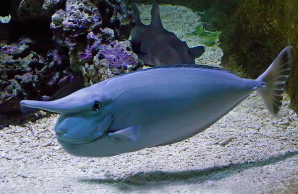 突角鼻鱼 (动物)