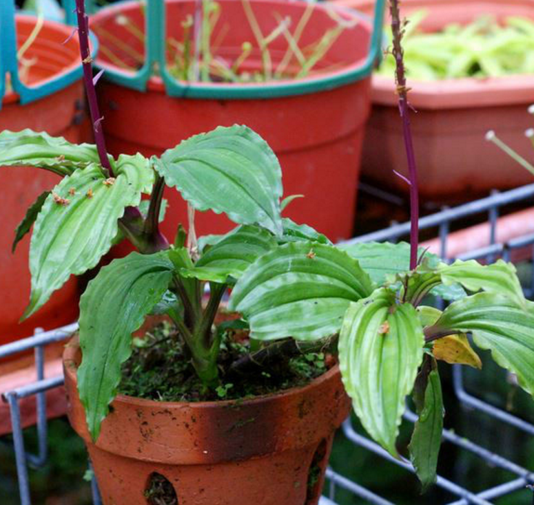 紫背沼兰 (植物)