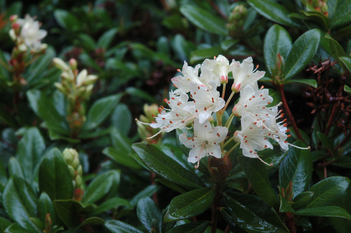 疏叶杜鹃(植物)