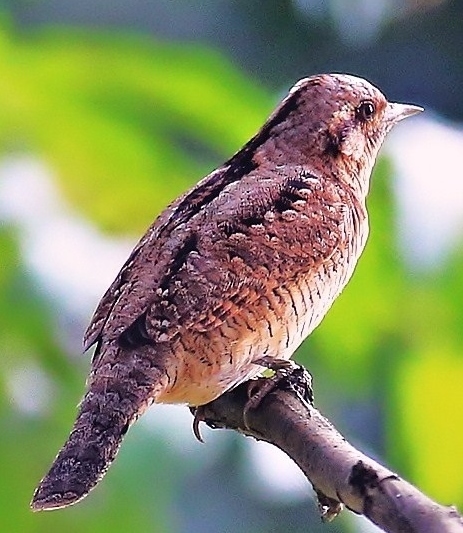 巴纳蚁鸟 (动物)