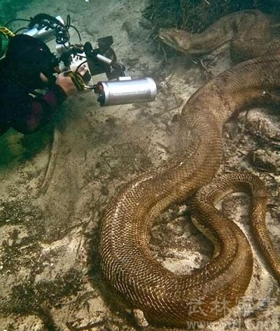 绿水蟒(动物)绿水蟒又名亚马逊森蚺,生活在南美洲热带地区的绿水蟒是