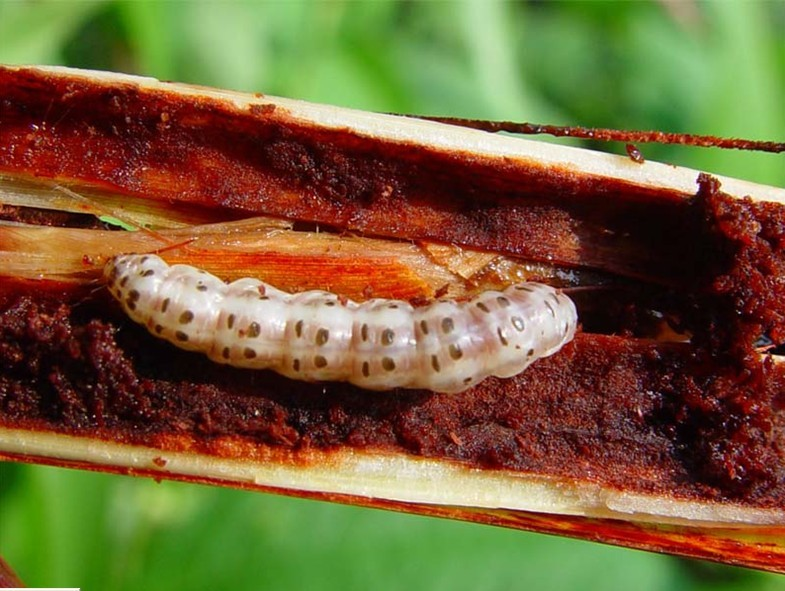甘蔗条螟 (其他生物相关)