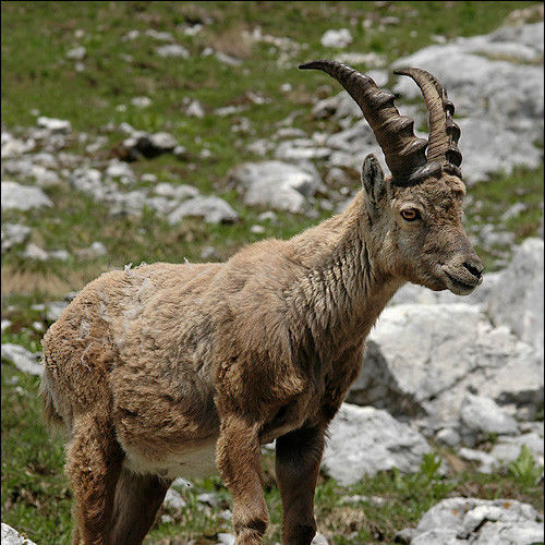 西伯利亚北山羊 (动物)