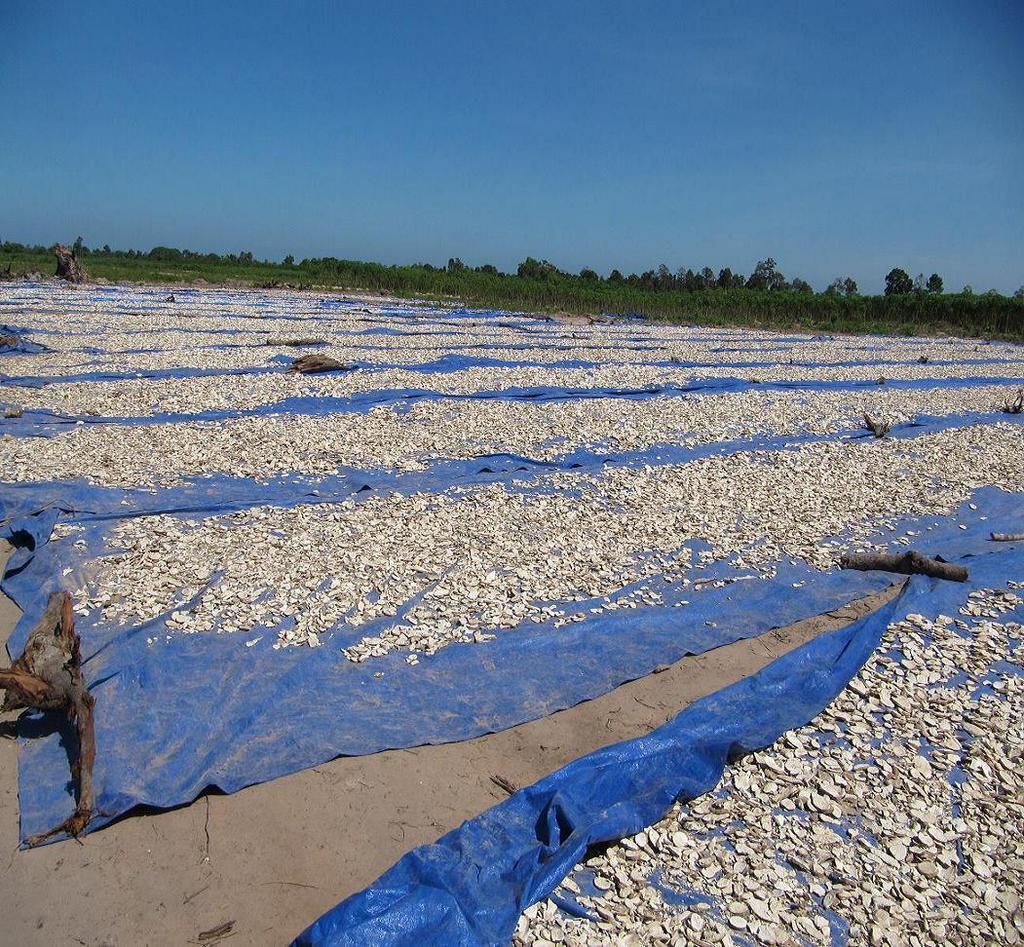 泰国木薯 (有机物)