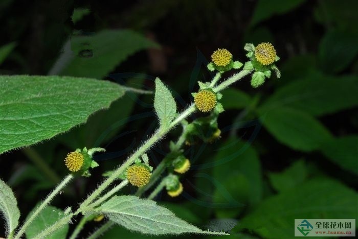 金挖耳鞘锈菌其他生物相关