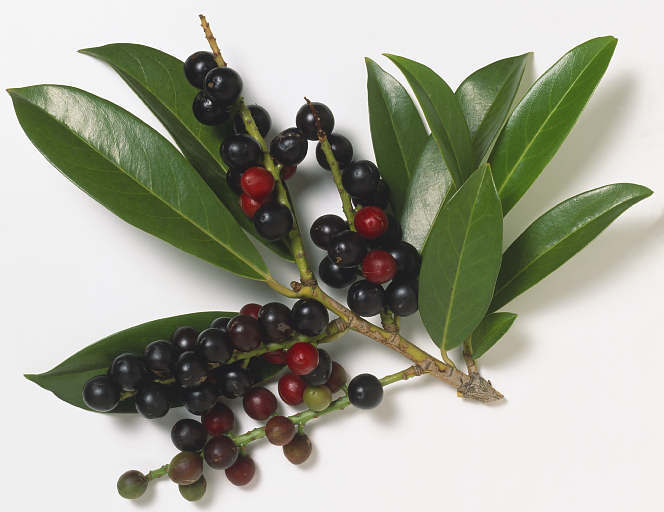 桂樱(其他人物相关)