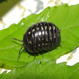 球鼠妇 (其他生物相关)