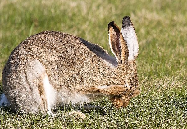 白尾长耳大野兔动物