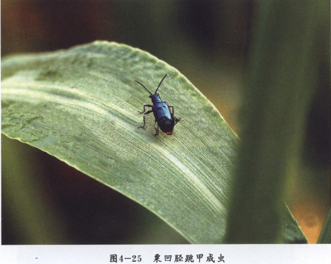 粟茎跳甲其他生物相关