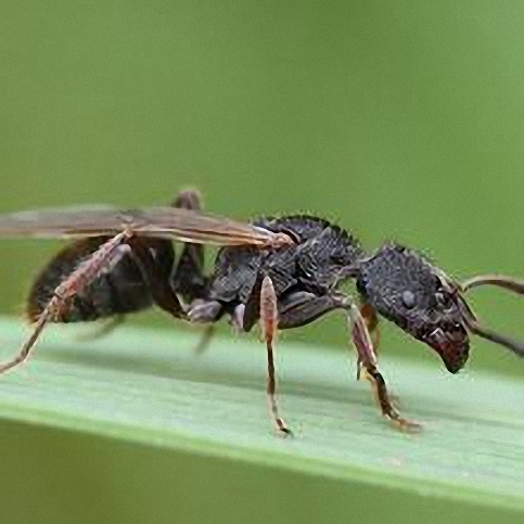 横纹齿猛蚁其他生物相关