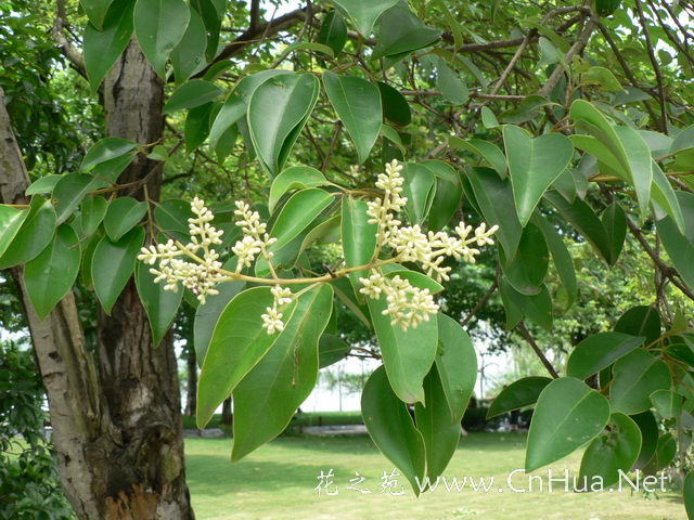 因树上放养白蜡虫,故取名白蜡树,又是固沙树种.