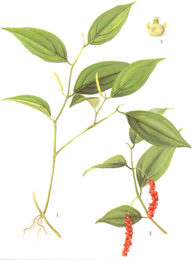 海风藤植物的干燥藤茎.