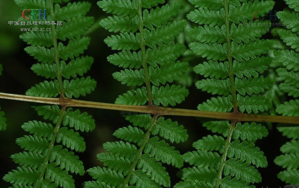 钝顶蹄盖蕨(植物)钝顶蹄盖蕨,根状茎直立,先端和叶柄基部密被褐色,线