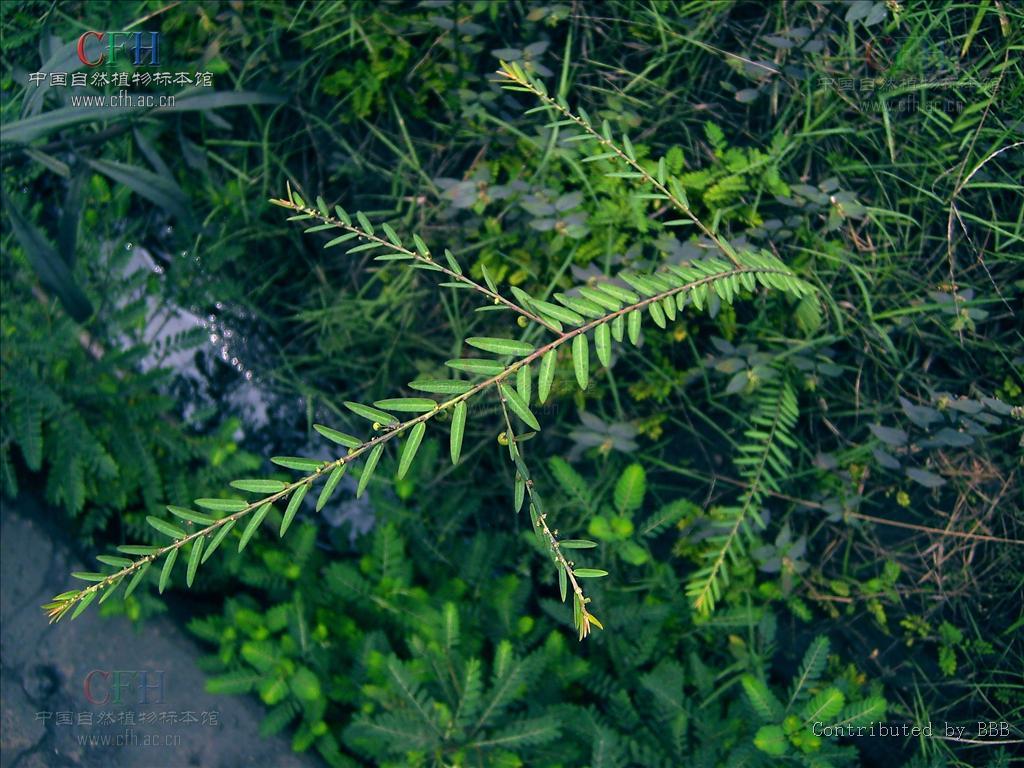 蜜甘草(植物)