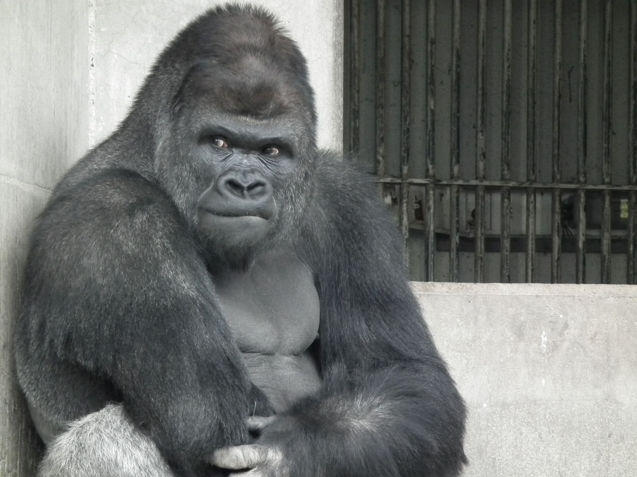 50+ Amazing Apes Photos · Pexels · Free Stock Photos