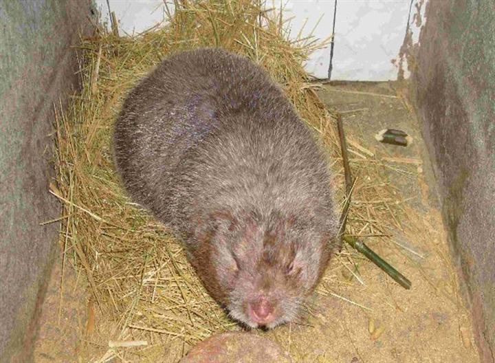 赣州竹鼠 (动物)