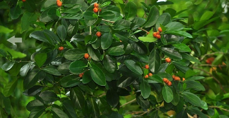 白树 (中医学与中药学)