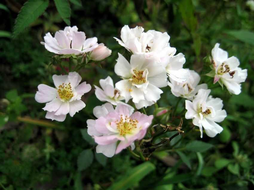 广东蔷薇(植物)