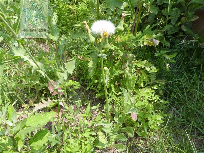 翼柄翅果菊 (植物)