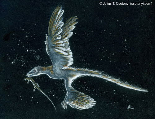 中华神州鸟 (动物)