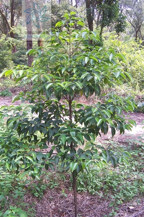 厚叶琼楠(植物)