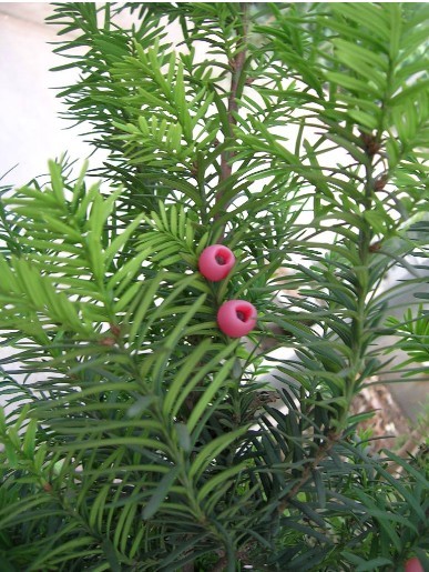 孑遺種 (植物)