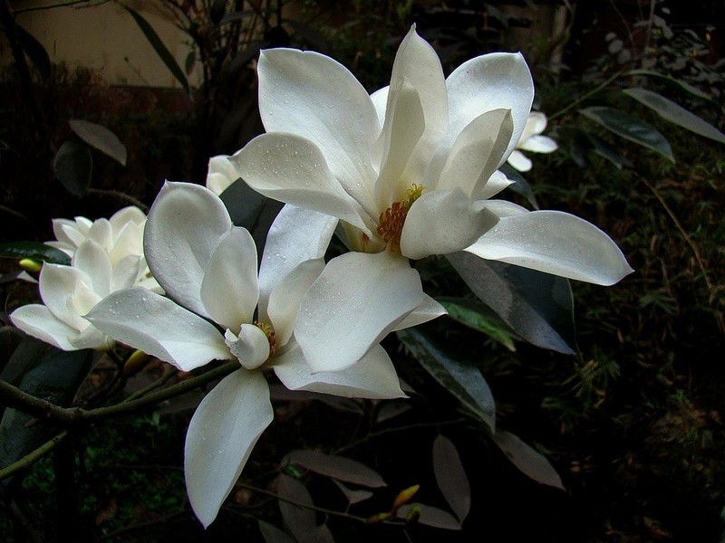 阔瓣含笑(植物)