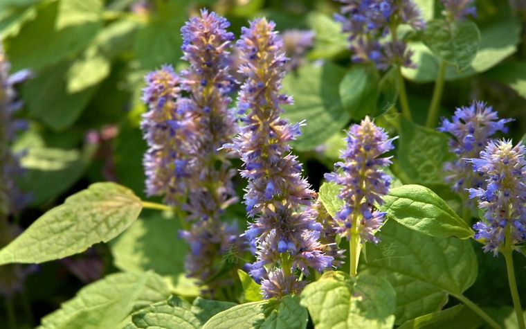 大叶薄荷来源于唇形科植物藿香agastache rugosa (fisch. et mey.)o.