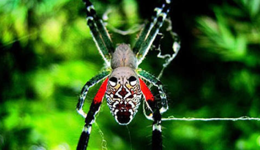 摩鹿加云斑蛛其他生物相关